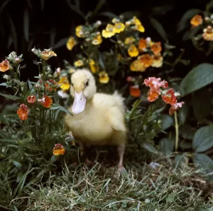 Yellow Duckling Prints: (insert)