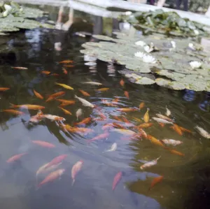 A Serene Pond Print - Orange and White Fish