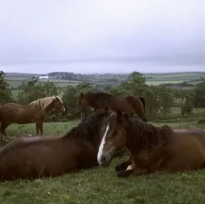 Horses In A Field Prints: (insert)