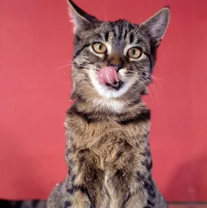 Tabby Cat Prints: (insert)