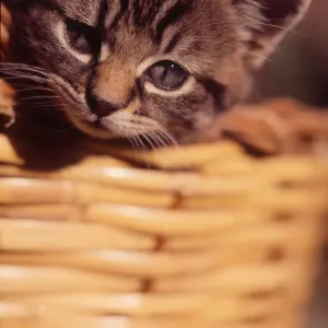 Feline Portrait Photography Prints: (insert)