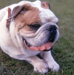 English Bulldog Print - A Relaxed Outdoor Scene