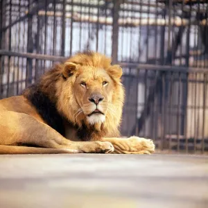 Regal Male Lion Print, Warm Lighting