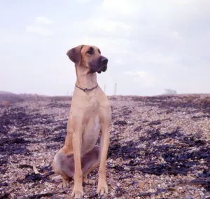 Great Dane Breed Prints: (insert)