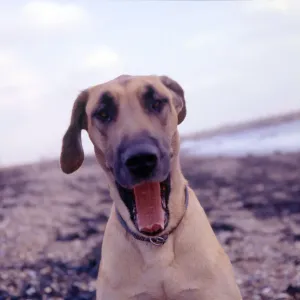 Friendly Dog Breeds Prints: (insert)