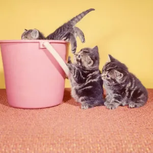 Playful Kitten Images Prints: (insert)
