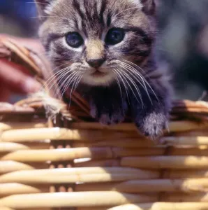 Kitten Photography Prints: (insert)