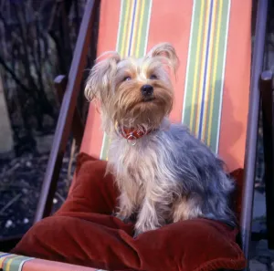 Yorkshire Terrier Prints: (insert)