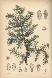 Handcoloured Lithograph Art Prints: Juniper tree, Juniperus communis