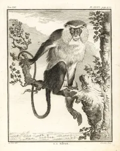 Copperplate Engraving Print of Mona Monkey, 1766