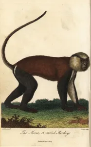 Mona or Varied Monkey Print, Cercopithecus mona, 1804