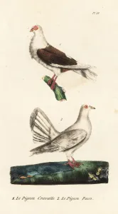 Handcoloured Lithograph Print of Fancy Pigeon Breeds