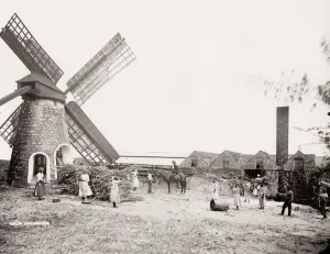 Prints of Vintage 19th century photograph: sugar processing mill, windmill, Barbados, West Indies, works and man on a horse, stacks of sugar cane Barbados Prints: Vintage 19th Century Sugar Mill Print, Barbados West Indies