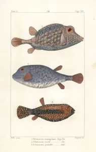 Triangular and Spotted Boxfish Handcoloured Print, 1825