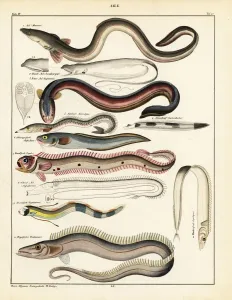 Varieties of Eel Lithograph Print, 1841