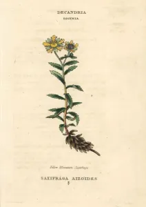 Yellow Mountain Saxifrage Print, 1816