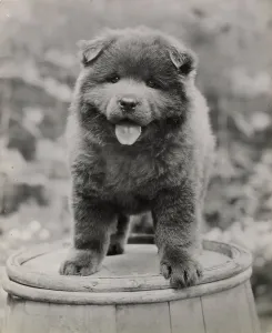Vintage Animal Photos Prints: Chow puppy standing on a barrel Date: 1950s
