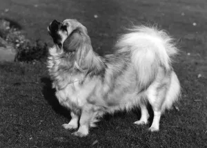 1973 Fall Tibetan Spaniel Print by Wynyard