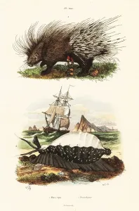 Crested porcupine and tiger cowrie handcoloured steel engraving print