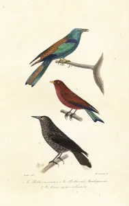 Handcoloured Prints Online Prints: Rollers and nutcracker
