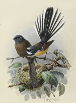 New Zealand Fantail (Melanistic var. on left) New Zealand Fantail (Melanistic var. on left)