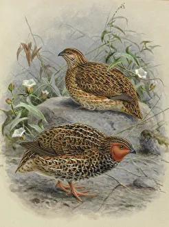 New Zealand Quail Koreke (male and female) New Zealand Quail Koreke (male and female)