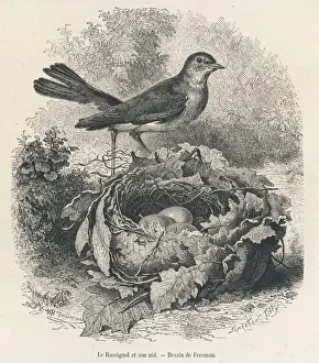 Nature Photography Images Prints: Nightingale (Freeman)