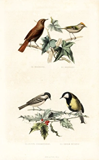 Nightingale, goldcrest, cinereous tit and great tit Nightingale, goldcrest, cinereous tit and great tit