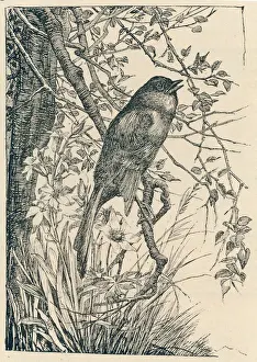 Prints of (Daulius luscinia). Nightingale in song Chats And Flycatcher Prints: Nightingale Singing Print: A Bird in Song