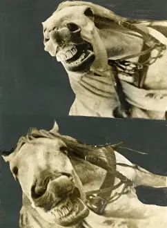 A Nightmare Horse Print, 1930s