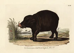 Nile hippopotamus, Hippopotamus amphibius. Vulnerable Nile hippopotamus, Hippopotamus amphibius. Vulnerable