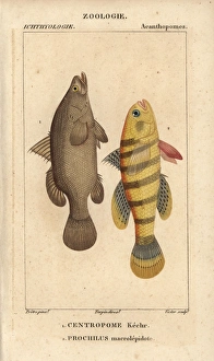 Nile perch, Lates niloticus, and sleeper fish Nile perch, Lates niloticus, and sleeper fish
