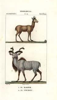 New images july 2020/nilgai boselaphus tragocamelus greater kudu New images july 2020/nilgai boselaphus tragocamelus greater kudu