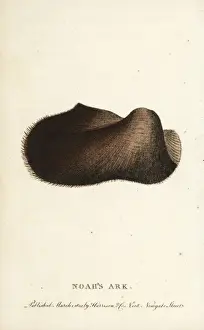 Handcolored Copperplate Engraving of Arca noae Print, 1800