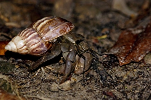 A nocturnal Hermit Crab (unidentified) rummages A nocturnal Hermit Crab (unidentified) rummages