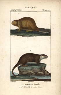 North American beaver, Castor canadensis North American beaver, Castor canadensis