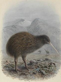 North Island Brown Kiwi, Apteryx mantelli North Island Brown Kiwi, Apteryx mantelli