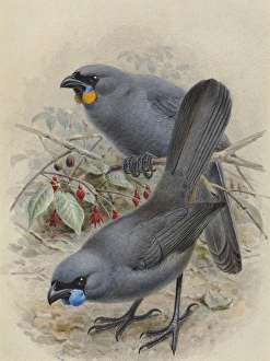 North Island Kokako, Callaeas wilsoni North Island Kokako, Callaeas wilsoni