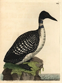 Northern diver or loon, Colymbus glacialis Northern diver or loon, Colymbus glacialis