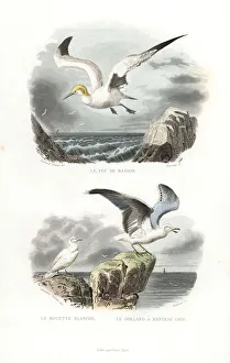 Northern gannet, ivory gull and European herring gull Northern gannet, ivory gull and European herring gull