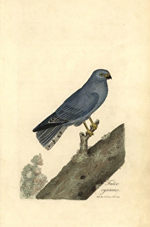 Northern harrier or blue hawk, Circus cyaneus Northern harrier or blue hawk, Circus cyaneus