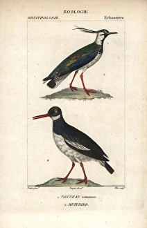 Northern lapwing, Vanellus vanellus, and Eurasian Northern lapwing, Vanellus vanellus, and Eurasian