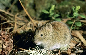 Northern red-backed vole - feeds on Siberian stone Northern red-backed vole - feeds on Siberian stone