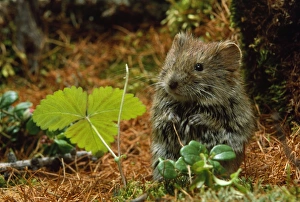 Northern Red-backed Vole - in search of food Northern Red-backed Vole - in search of food