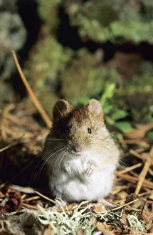 Northern red-backed vole - on taiga-forest floor Northern red-backed vole - on taiga-forest floor