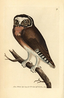 Northern saw-whet owl (young), Aegolius acadius Northern saw-whet owl (young), Aegolius acadius