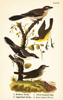 Northern shrike, yellow-breasted chat, loggerhead Northern shrike, yellow-breasted chat, loggerhead