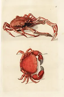 Northern stone crab, Lithodes maja 1 Northern stone crab, Lithodes maja 1