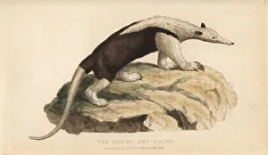 Northern tamandua, Tamandua mexicana Northern tamandua, Tamandua mexicana