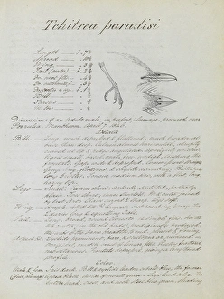 Notes relating to Asian Paradise Flycatcher Notes relating to Asian Paradise Flycatcher